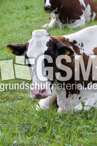 Hausrind (113 von 174).jpg